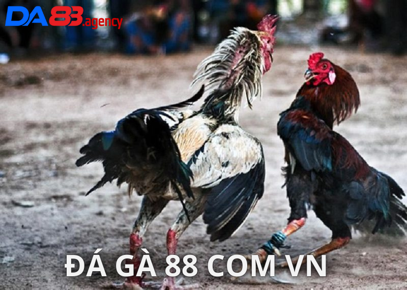 Đá gà 88 com vn